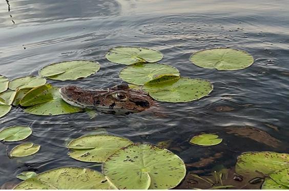 Castana Amazon Park Vandrerhjem Puerto Maldonado Eksteriør bilde