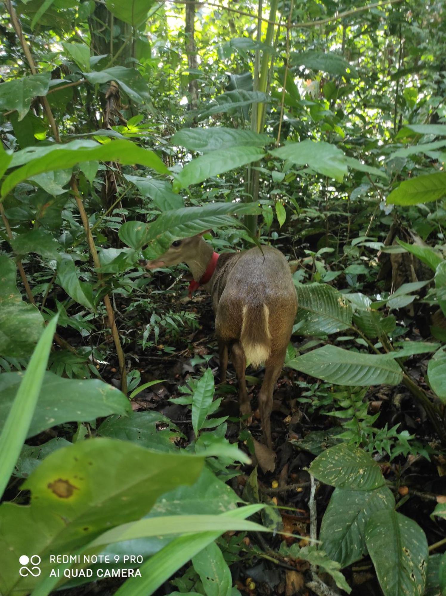 Castana Amazon Park Vandrerhjem Puerto Maldonado Eksteriør bilde