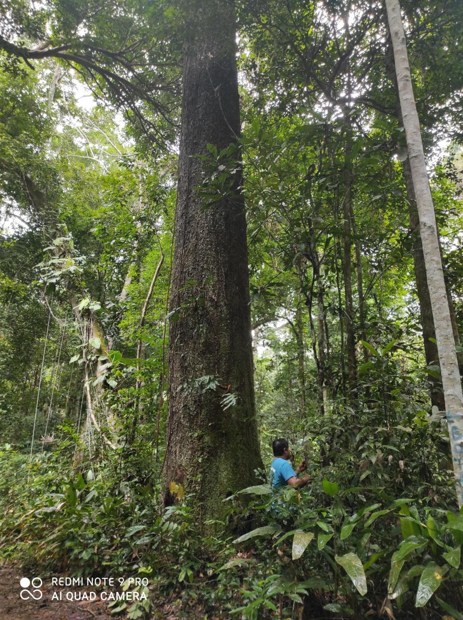 Castana Amazon Park Vandrerhjem Puerto Maldonado Eksteriør bilde